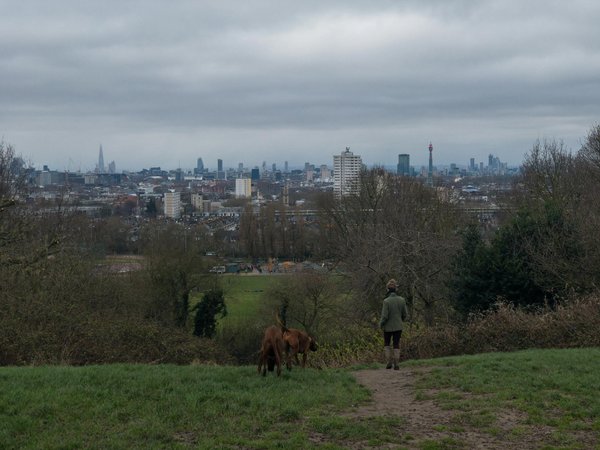 Pro nutrition : les croquettes parfaites pour vos compagnons