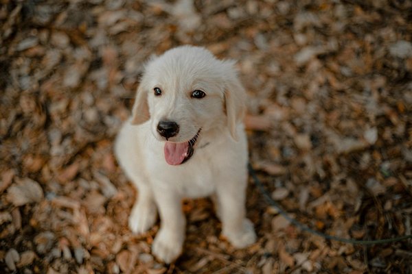 Tout savoir sur le berger blanc suisse : caractère et soins