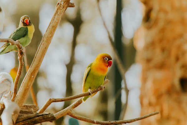 Comment savoir si mon chien a besoin d'un changement de routine quotidienne pour son bien-être ?
