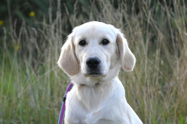 Le dressage des chats ragdoll: caractéristiques et particularités