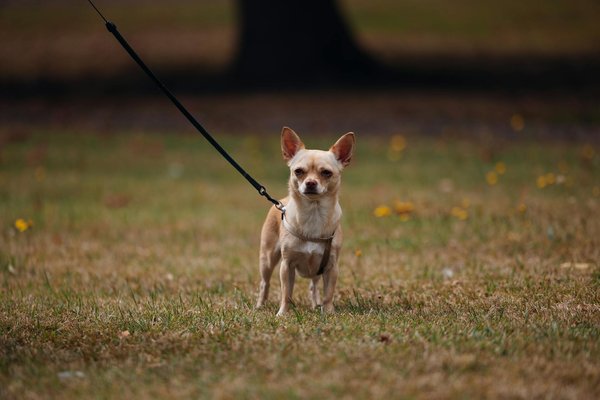 Quels sont les impacts de l'agriculture intensive sur la biodiversité animale et que peut-on faire pour y remédier ?