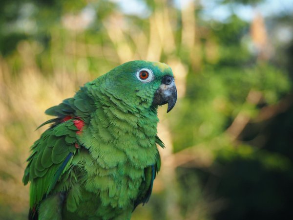 Gérer les comportements compulsifs chez les chiens